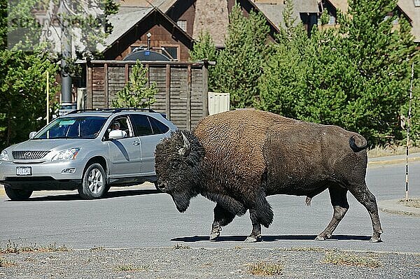 Bison  männlich  überquert Parkplatz  Yellowstone Nationalpark  Wyoming (Bison bison)  Bulle  USA  Nordamerika