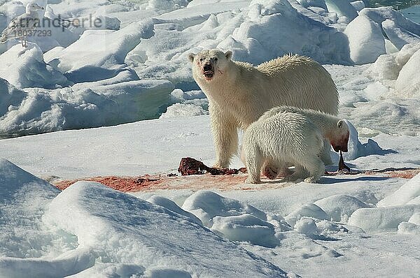 Eisbär  Weibchen und Jungtiere  fressen erbeutete Ringelrobbe (Phoca hispida)  Spitzbergen  Svalbard-Inselgruppe  Barentsee  Polarbär (Thalassarctos maritimus) Eisscholle  Norwegen  Europa