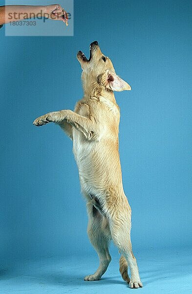 Golden Retriever  Junghund  Young Golden Retriever (animals) (innen) (Studio) (seitlich) (side) (aufrecht stehen) (standing erect) (Bewegung) (motion) (springen) (jumping) (Aggression) (aggressive) (Freisteller) (Jungtier) (young) (Welpe) (puppy) (Kraft) (power) (Objekt) (Säugetiere) (mammals) (Haushund) (domestic dog) (Haustier) (Heimtier) (pet)