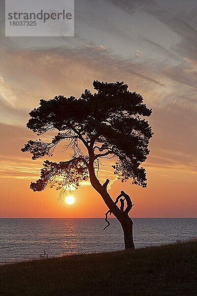 Waldkiefer (Pinus sylvestris)  Solitärbaum entlang der Küste  Silhouette bei Sonnenaufgang über dem Meer