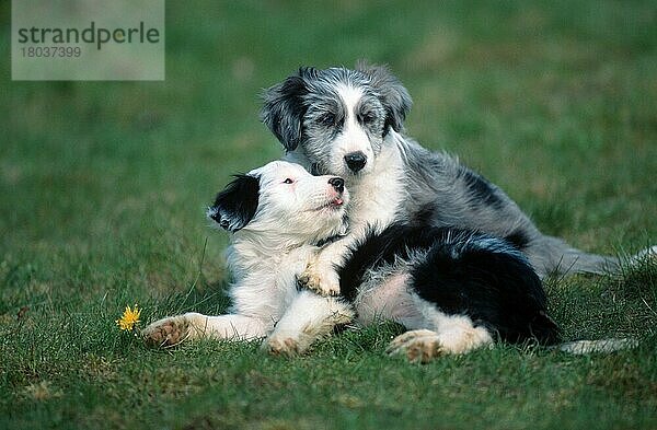Mischlingshunde  Welpen  8 Wochen alt  Mixed Breed Dogs  puppies  8 weeks old (animals) (Säugetiere) (mammals) (Haushund) (domestic dog) (Haustier) (Heimtier) (pet) (außen) (outdoor) (seitlich) (side) (Wiese) (meadow) (liegen) (lie) (lying) (spielen) (playing) (Jungtier) (young) (puppy) (Paar) (pair) (zwei) (two) (Querformat) (horizontal)