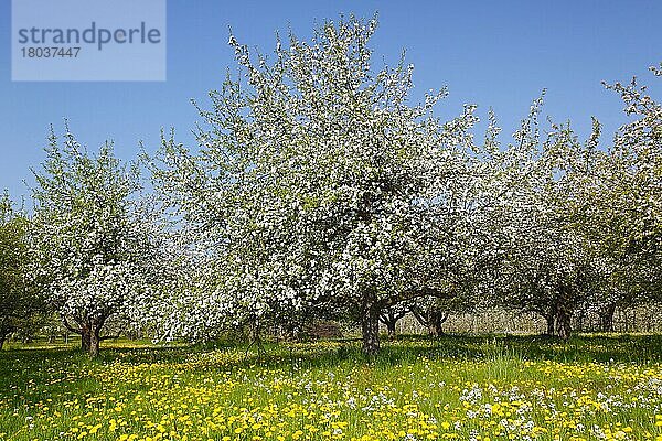 Apfelbäume (Malus domestica)  Streuobstwiese  Baden-Württemberg  Deutschland  Europa