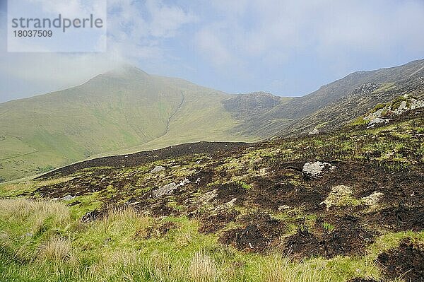 Slieve Mish Mountains  Abbrennen von Wiesen  Ballyarkane Oughter  Grafschaft Kerry  Irland  Europa