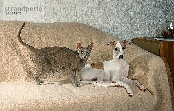 Oriental Shorthair Cat and Whippet puppy  Orientalisch Kurzhaarkatze und Whippet-Welpe  OKH  Orientalisch Kurzhaar