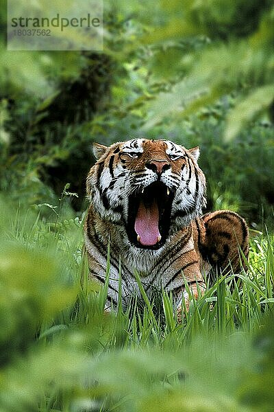 Bengalischer Tiger  gähnend  Indischer Tiger (Panthera tigris tigris)  Königstiger (Asien) (asia) (animals) (außen) (outdoor) (frontal) (head-on) (von vorne) (liegen) (lying) (adult) (Kommunikation) (communication) (Säugetiere) (mamals) (Raubtiere) (beasts of prey) (Katzenartige)