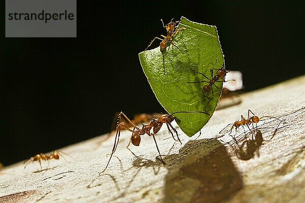 Blattschneiderameisen tragen Blattstück (Atta cephalotes)  Ameise  Ameisen  Costa Rica  Mittelamerika