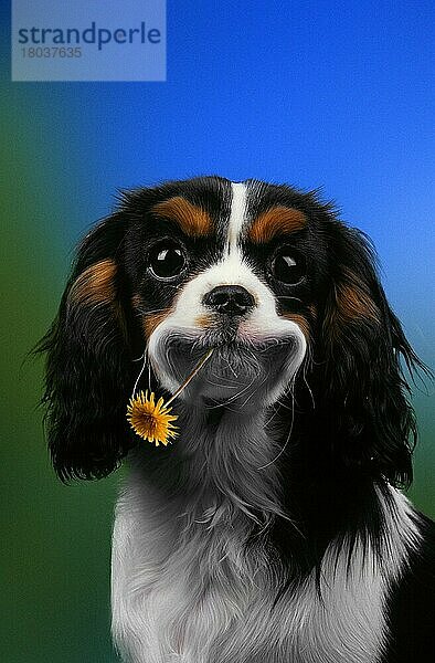 Cavalier-King-Charles-Spaniel mit Blume im Maul  Cavalier King Charles Spaniel with flower (animals) (Säugetiere) (mammals) (Haushund) (domestic dog) (Haustier) (Heimtier) (pet) (außen) (outdoor) (frontal) (head-on) (von vorne) (Porträt) (portrait) (lächeln) (smiling) (adult) (Humor) (humour)