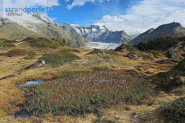 Aletschgletscher  Wollgras (Eriophorum) Riederalp  Kanton Wallis  Schweiz  Europa