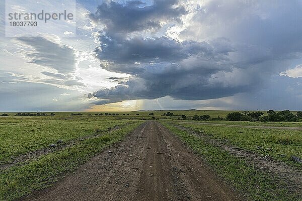 Straße in Savannenlandschaft  Masai Mara National Reserve  Kenia  Afrika