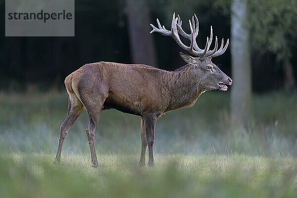 Rothirsch (Cervus elaphus)  männliches Brüllen in der Brunftzeit