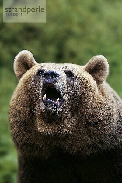 Europäischer Braunbär (Ursus arctos) (Europa) (Braunbär) (Bären) (Tiere) (außen) (outdoor) (frontal) (von vorne) (Kopf) (head) (Porträt) (portrait) (adult) (gefährlich) (dangerous) (Gefahr) (danger) (Kommunikation) (communication) (Säugetiere) (mammals) (Raubtiere) (beasts of prey) (bears)