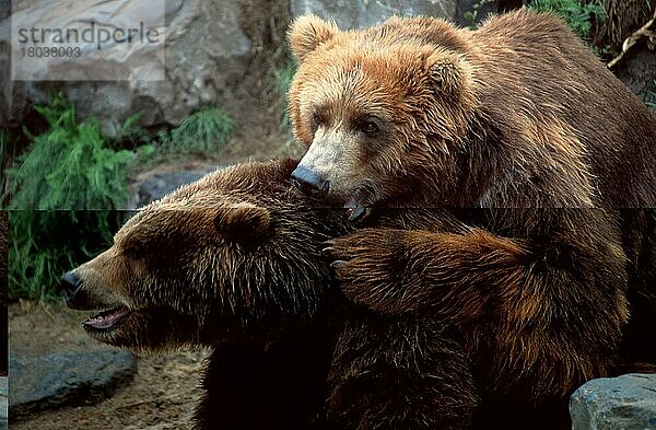 Kodiak-Bären  Paar (Ursus arctos middendorffi)  Kodiak Bears  pair (Amerika) (america) (animals) (Säugetiere) (mammals) (Bären) (bears) (Raubtiere) (beasts of prey) (Kodiak-Bär) (außen) (outdoor) (seitlich) (side) (Paarung) (paaren) (mating) (adult) (couple) (zwei) (two) (Querformat) (horizontal)