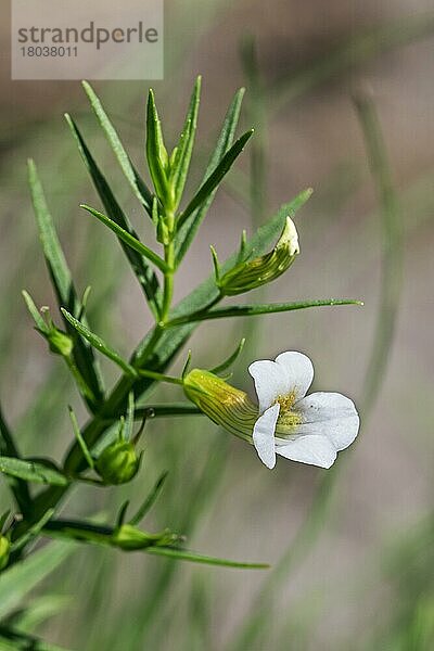 Gratiole  Gemeiner Ysop  Heckenhyssop  Gnadenkraut (Gratiola officinalis) in Blüte