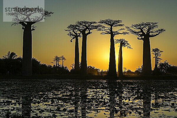 Baobab-Bäume  die sich bei Sonnenuntergang im Wasser spiegeln  Morondava  Provinz Toliara  Madagaskar (Adansonia Grandidieri)