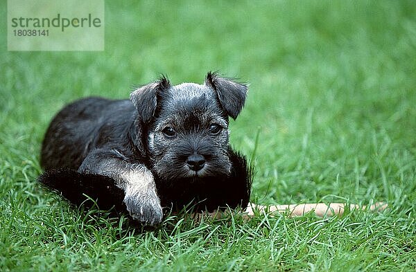 Zwergschnauzer  pfeffer-salz  Welpe  7 Wochen alt  Miniature Schnauzer  pepper-and-salt  puppy  7 weeks old (animals) (Säugetiere) (mammals) (Haushund) (domestic dog) (Haustier) (Heimtier) (pet) (außen) (outdoor) (frontal) (head-on) (von vorne) (Wiese) (meadow) (aufmerksam) (alert) (spielen) (playing) (liegen) (lie) (lying) (Jungtier) (young) (Querformat) (horizontal)