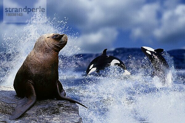 Südamerikanischer Seelöwe (Otaria byronia) und springende Orcas  Mähnenrobbe und springende Orkas oder Schwertwale (Orcinus orca) (Säugetiere) (mammals) (Mähnenrobbe) (Tiere) (Raubtiere) (beasts of prey) (Robben) (seals) (Wale) (whales) (außen) (outdoor) (sit) (sitting) (Bewegung) (motion) (springen) (jumping) (adult) (drei) (three) (Paar) (pair) (zwei) (two) (Lebensfreude) (joy of life) (Querformat) (horizontal)