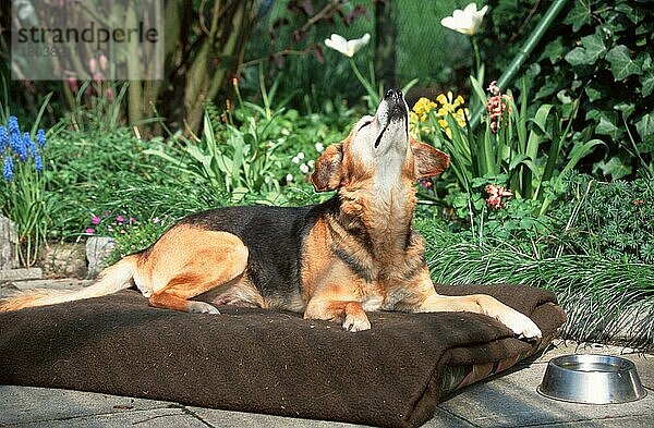 Mixed Breed Dog  Mischlingshund (animals) (Säugetiere) (mammals) (Haushund) (domestic dog) (Haustier) (Heimtier) (pet) (außen) (outdoor) (Blumen) (Garten) (liegen) (lie) (lying) (schnuppern) (sniffing) (Sommer) (summer) (adult) (Querformat) (horizontal) (seitlich) (side)