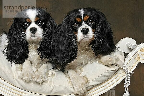 Cavalier King Charles Spaniel  Hündinnen  Trikolore  erwachsen