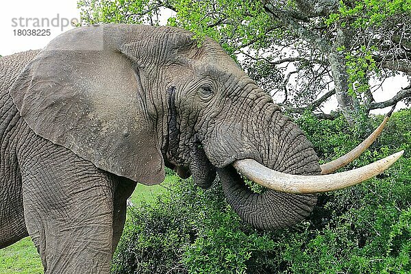 Afrikanischer Elefant (Loxodonta africana)  Kariega Game Reserve  Westkap  Südafrika