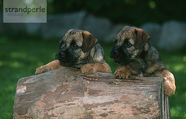 Border Terrier puppies  Border Terrier-Welpen (Saeugetiere) (mammals) (animals) (Haushund) (domestic dog) (Haustier) (Heimtier) (pet) (puppy) (außen) (outdoor) (frontal) (head-on) (von vorne) (Querformat) (horizontal) (aufrecht stehen) (standing erect) (Paar) (pair) (zwei) (two) (Jungtier) (young)