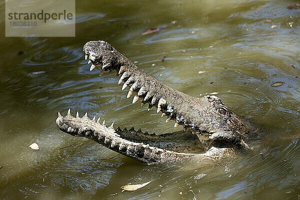 Süßwasserkrokodil (Crocodylus) johnstoni  Queensland  Australien  Ozeanien