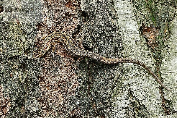 Waldeidechse (Lacerta vivipara) Nordrhein-Westfalen  Bergeidechse  Eidechse  Deutschland  Europa