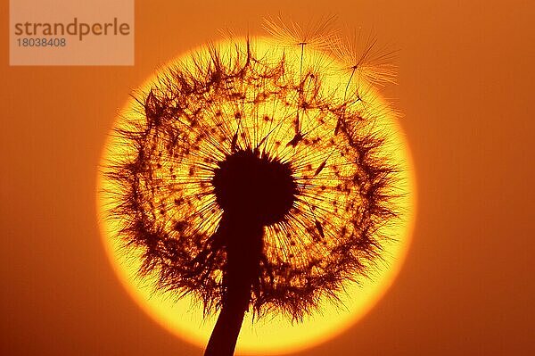 Löwenzahn (Taraxacum officinale)  Fruchtstand bei Sonnenuntergang  Nordrhein-Westfalen  Gemeine Kuhblume  Pusteblume  Deutschland  Europa