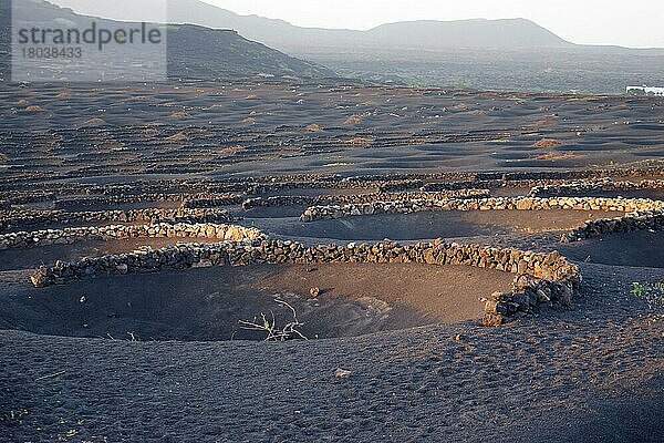 Weinbaugebiet La Geria  Weinbau in Gruben auf Lapilli-Schicht  Trockenfeldbau-Methode Enarenado  Lanzarote  Kanarische Inseln  Spanien  Europa