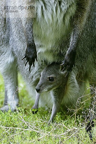 Red-necked Wallaby  joey  Bennettkänguruh (Macropus rufogriseus) Jungtier im Beutel