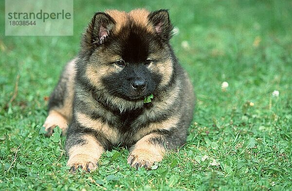 Eurasier  puppy  9 weeks old  Welpe  9 Wochen alt (Saeugetiere) (mammals) (animals) (Haustier) (Heimtier) (pet) (Haushund) (domestic dog) (außen) (outdoor) (frontal) (head-on) (von vorne) (Wiese) (meadow) (liegen) (lying) (Jungtier) (young) (Querformat) (horizontal)