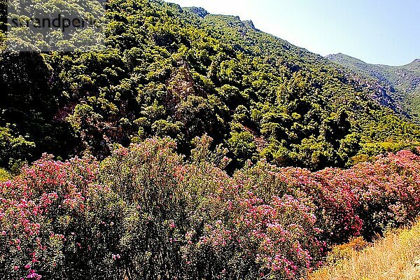 Tal des Oleanders  Sardinien  Italien  Europa