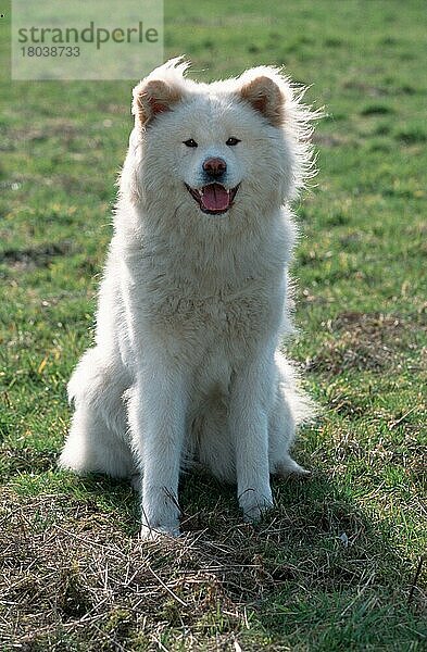 Akita-Inu  langhaarig  Akita Inu  long-haired (animals) (Säugetiere) (mammals) (Haushund) (domestic dog) (Haustier) (Heimtier) (pet) (außen) (outdoor) (frontal) (head-on) (von vorne) (Gegenlicht) (back light) (Wiese) (meadow) (weiß) (white) (sitzen) (sitting) (adult) (freundlich) (friendly)