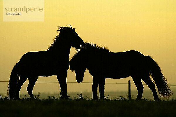 Islandic Horses at twilight  Islandponies in der Abenddämmerung  Isländer  seitlich  side