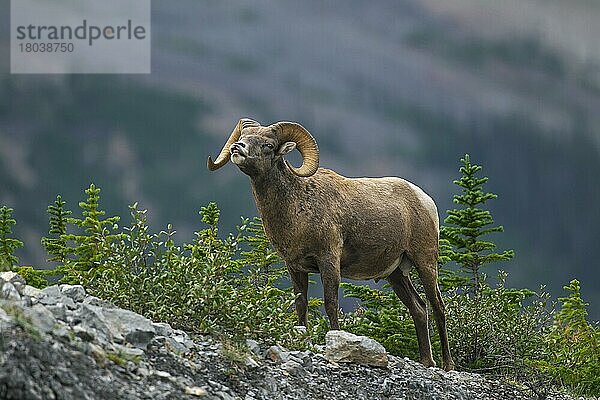 Dickhornschaf  Dickhornschafe (Ovis canadensis)  Huftiere  Paarhufer  Säugetiere  Tiere  Bighorn sheep ram  Jasper National Park  Alberta  Canada