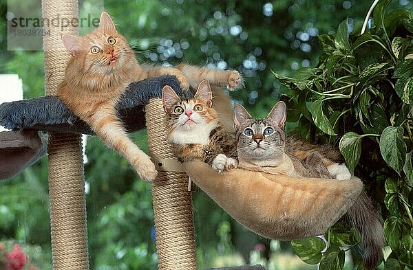 Norwegische Waldkatzen und Orientalisch Kurzhaarkatze ruhen gemeinsam in Katzenbaum  Norwegian Forest Cats and Oriental Shorthair Cat resting together  OKH  Orientalisch Kurzhaar (animals) (innen) (aufmerksam) (alert) (liegen) (lie) (lying) (adult) (Entspannung) (relaxing) (Gruppe) (group) (drei) (three) (Querformat) (horizontal) (Säugetiere) (mammals) (Haustier) (Heimtier) (pet) (Rassekatzen) (Hauskatze) (domestic cat) (Freundschaft) (friendship) (Katzenbaum) (halblanghaarig) (semi-long-haired)
