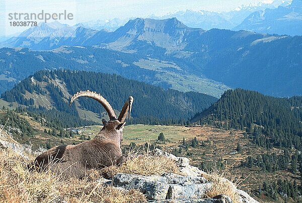 Alpensteinbock (Capra ibex)  Europa  Gebirge  Berge  Säugetiere  Huftiere  Paarhufer  Klauentiere  Wildziegen  außen  draußen  erwachsen  von hinten  liegen  liegend  Querformat  horizontal  Landschaften  männlich  ruhend  Niederhorn  Schweiz  Berner Oberland  Schweiz  Europa