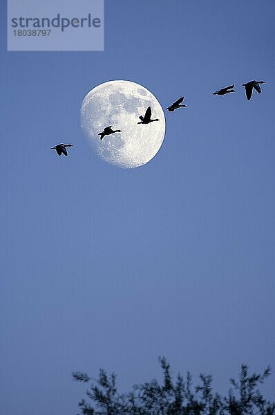 Vögel  Graugänse (Anser anser) Mond  im Flug  Baden-Württemberg  Deutschland  Europa