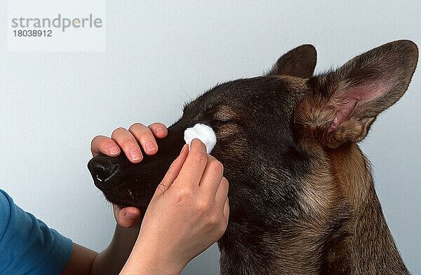 Hunde  Auge wird gereinigt  Deutscher Schäferhund  Augen reinigen