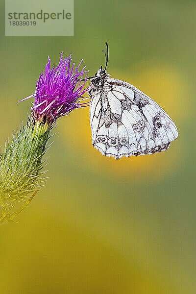 Schachbrettfalter (Melanargia galathea)  Damenbrett  Distel  Deutschland  Europa