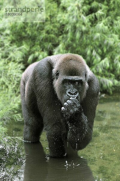 Westlicher Gorilla (Gorilla gorilla gorilla)  trinkend