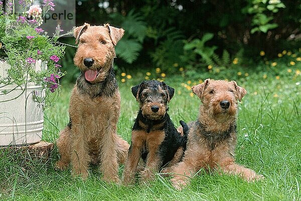 Welsh Terrier  pair with puppy  9 weeks old  Paar mit Welpe  9 Wochen alt (Saeugetiere) (mammals) (animals) (Haushund) (domestic dog) (Haustier) (Heimtier) (pet) (außen) (outdoor) (Garten) (Wiese) (meadow) (Querformat) (horizontal) (liegen) (lying) (sitzen) (sitting) (adult) (Eltern) (parenthood) (parents) (Familie) (family) (Gruppe) (group) (drei) (three) (Jungtier) (young)