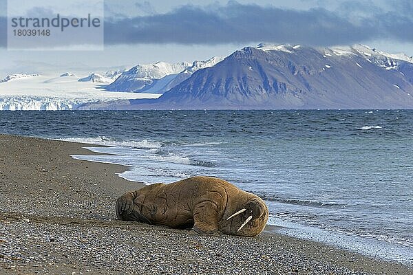 Walrossbulle (Odobenus rosmarus) beim Ausruhen am Strand entlang der Küste des Arktischen Ozeans  Svalbard  Norwegen  Europa