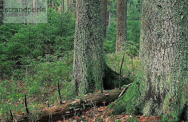 Mixed Forest  national park Bavarian Forest  Felswandergebiet  Naturbelassener Wischwald  Nationalpark Bayerischer Wald (Europa) (Landschaften) (landscapes) (Querformat) (horizontal) (Ausschnitt) (Detail)  Deutschland  Europa