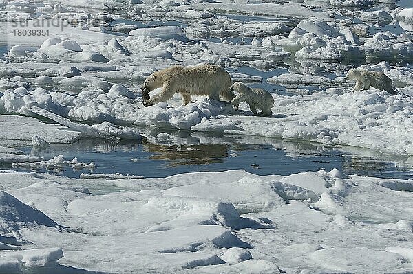 Eisbär  Weibchen und Jungtiere  mit erbeuteter Ringelrobbe (Phoca hispida)  Spitzbergen  Svalbard-Inselgruppe  Barentsee  Polarbär (Thalassarctos maritimus) Eisscholle  Norwegen  Europa