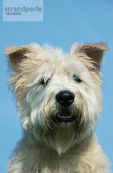 Irish Glen of Imaal Terrier (animals) (Säugetiere) (mammals) (Haushund) (domestic dog) (Haustier) (Heimtier) (pet) (außen) (outdoor) (frontal) (head-on) (von vorne) (Kopf) (head) (Porträt) (portrait) (aufmerksam) (alert) (adult) (vertical)