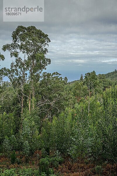 Eukalyptuswald bei Achadas da Cruz  Madeira  Portugal  Europa