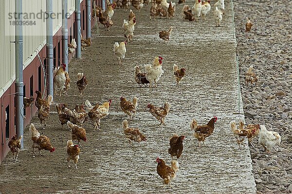 Haushühner (Gallus gallus domesticus)  kommerzielle Freilandhühner laufen frei im Freien herum