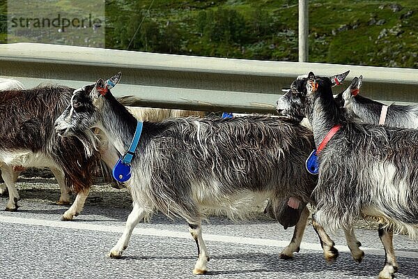 Ziegen auf der Straße  Norwegen  Europa