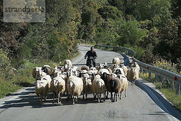 Schafherde  Achaia  Peloponnes  Griechenland  Schafe  Europa