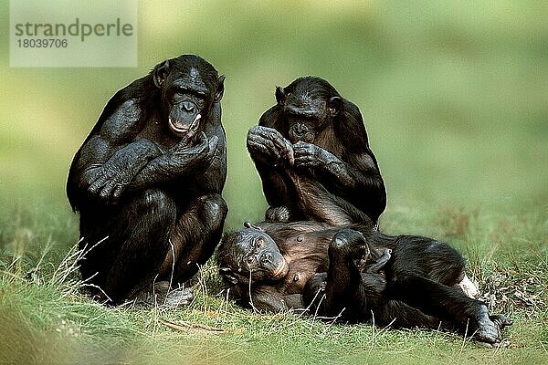 Bonobos  Zwergschimpansen (Pan paniscus)  Familie (Tiere) (schwarz) (frontal) (von vorne) (Wiese) (sitzen) (liegen) (erwachsen) (Gruppe) (drei) (Querformat) (horizontal) (Säugetiere) (Affen) (Primaten) (Menschenaffen) (Primaten)